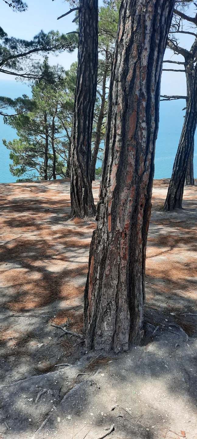 К осмотру представлено сочетание культурных и природных достопримечательностей окрестностей Геленджика. Скала Парус, к сожалению, практически недоступна