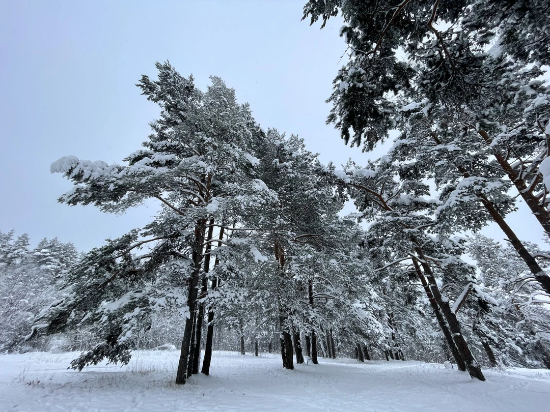 Понравилось катание на ездовых собаках). Красивый лес. Отличный гид Светлана. Пикник в лесу в тему. Камушек шунгита уезжает со мной)