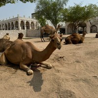 Фото отзыва 4: экскурсия "На&nbsp;отдых&nbsp;— в&nbsp;Доху! Обзорная экскурсия на&nbsp;автомобиле"