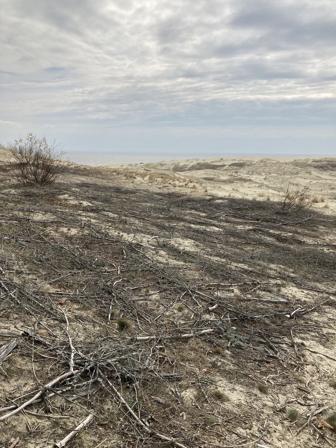 Путешествие на Куршскую косу через Зеленоградск и замок Нессельбек (Любовь)