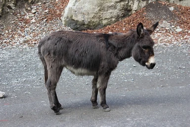Фото отзыва 1: экскурсия "Известная и нетуристическая Северная Осетия"