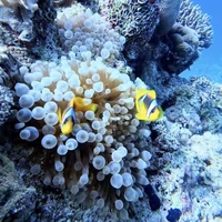 Фото отзыва 1: экскурсия "По Красному морю — на дайверской яхте"