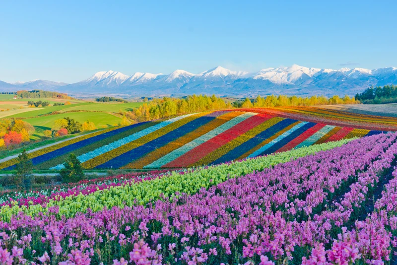 Неизведанные места севера Японии: Хоккайдо, Саппоро, Отару и лавандовые поля Фурано (мини-группа)