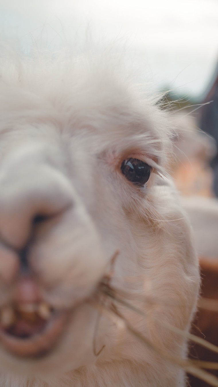 На ферму альпак — из Владивостока (7/16)