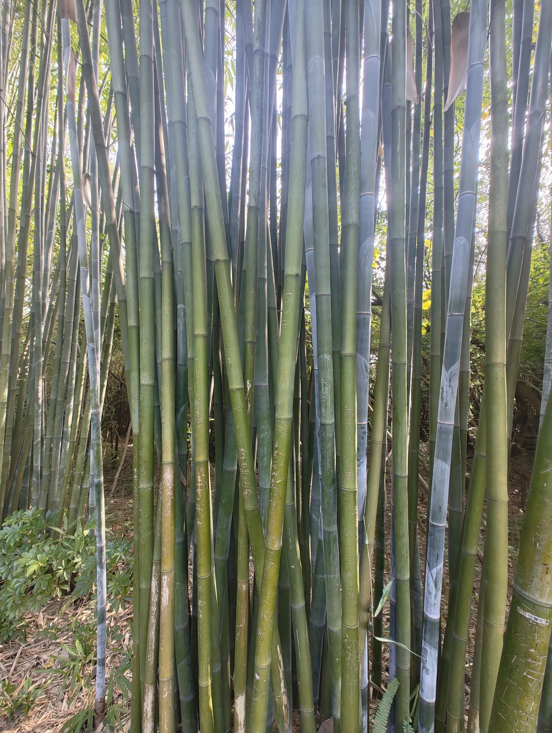 Экскурсия была организована хорошо, гид Ксюша была вовремя в отеле, она нам все рассказала и показала