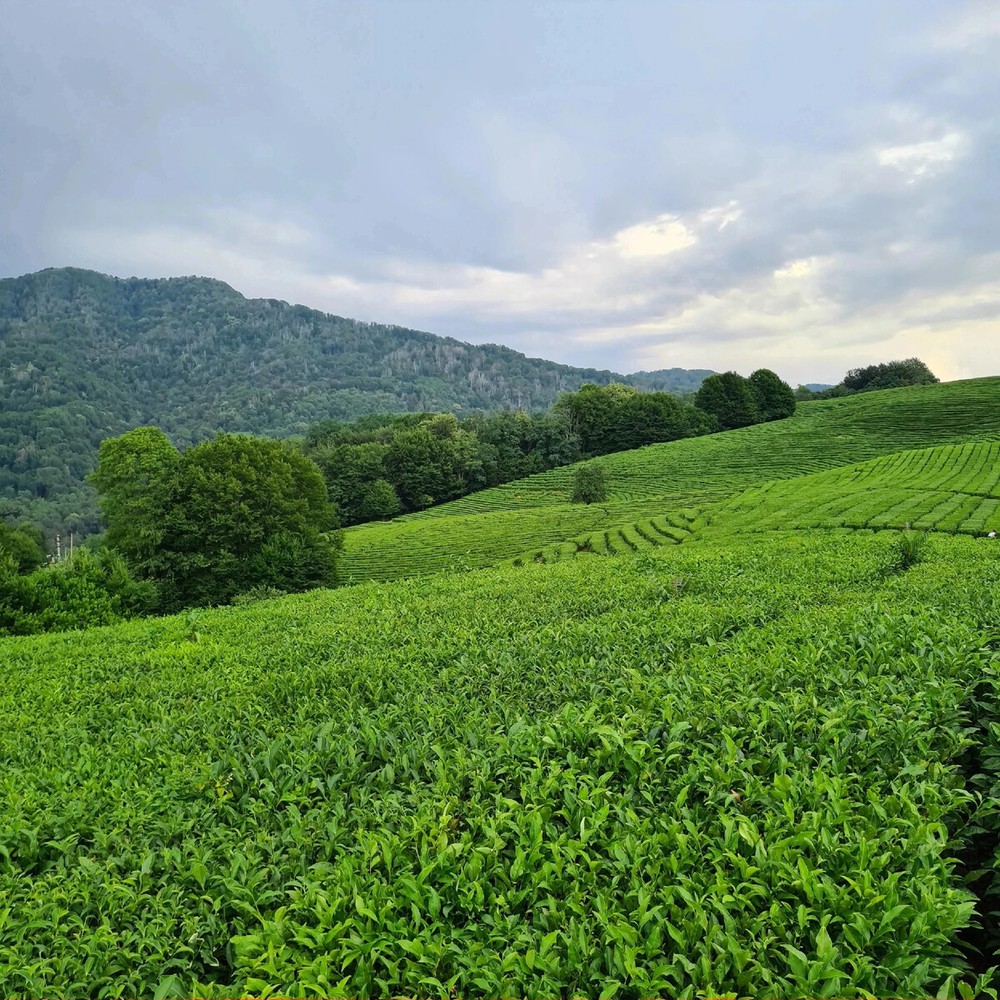 Гастрономическое приключение в долине Мацесты (6/12)