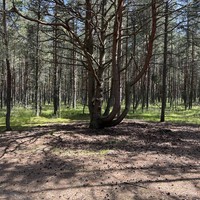 Фото отзыва 1: авторский тур "Автобусная экскурсия «Куршская коса, Зеленоградск и семейная сыроварня»"