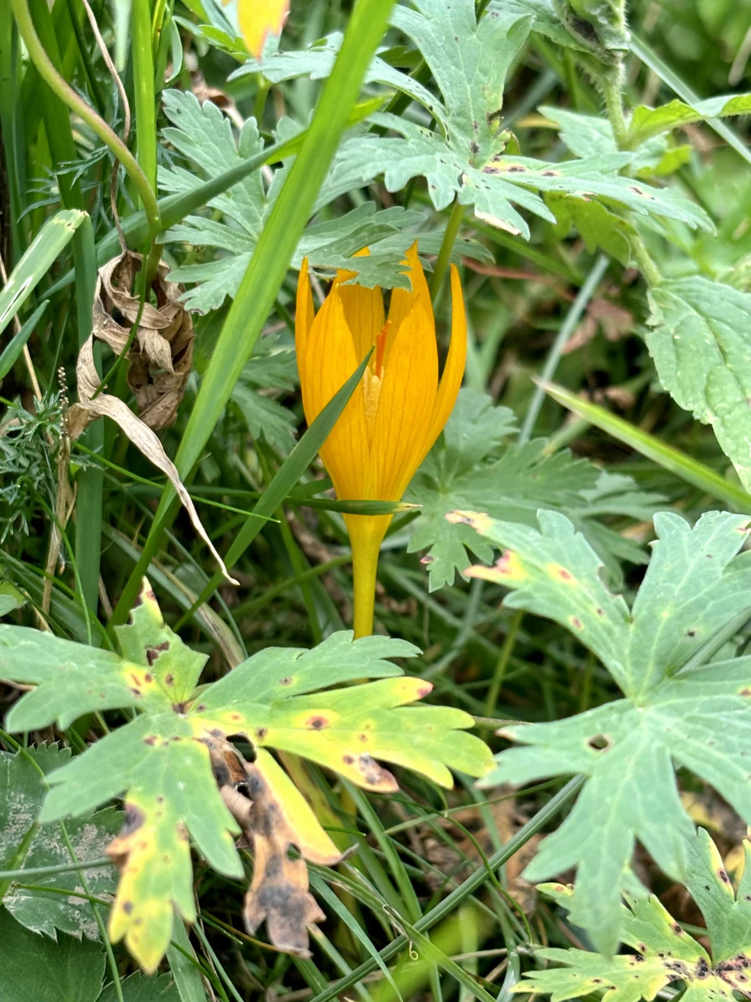 «Красная Поляна»: обзорная экскурсия (Svetlana)