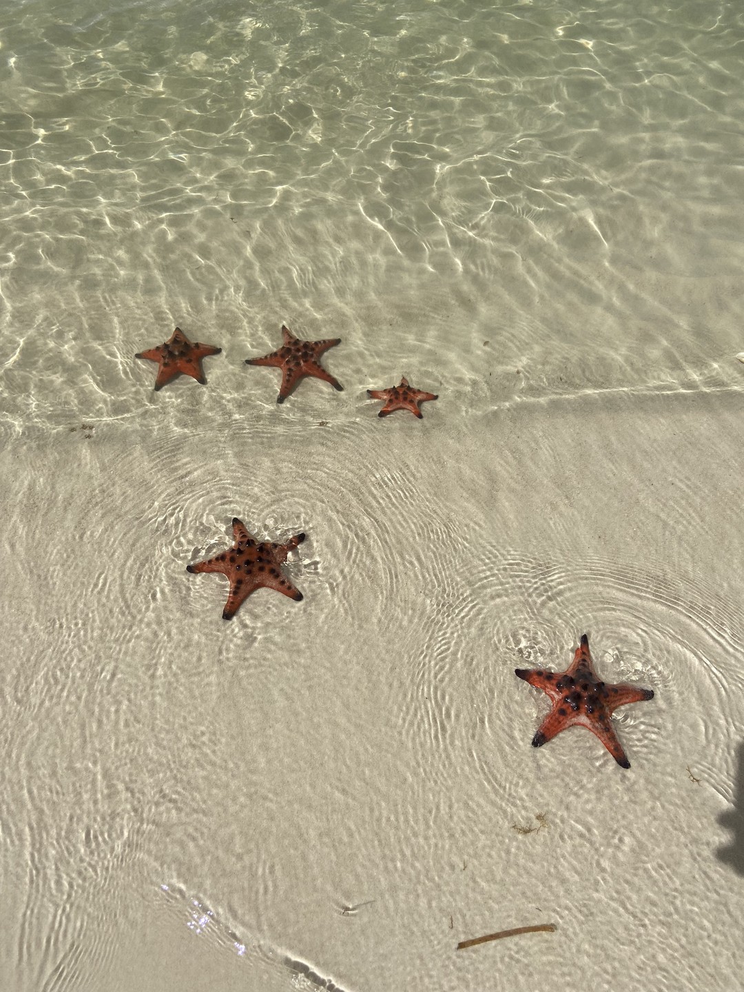 Экскурсия топ! Для нас был важен сафари, пляж со звездами без нудной исторической части и храмов