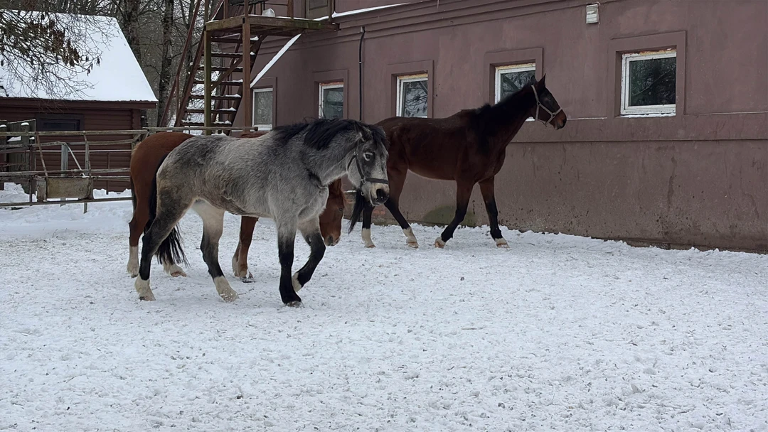 Хорошая экскурсия, подходит семьям с детьми, даже зимой интересно и познавательно, ребенку понравилось много живности, покатали