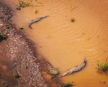 Крокодилий мост