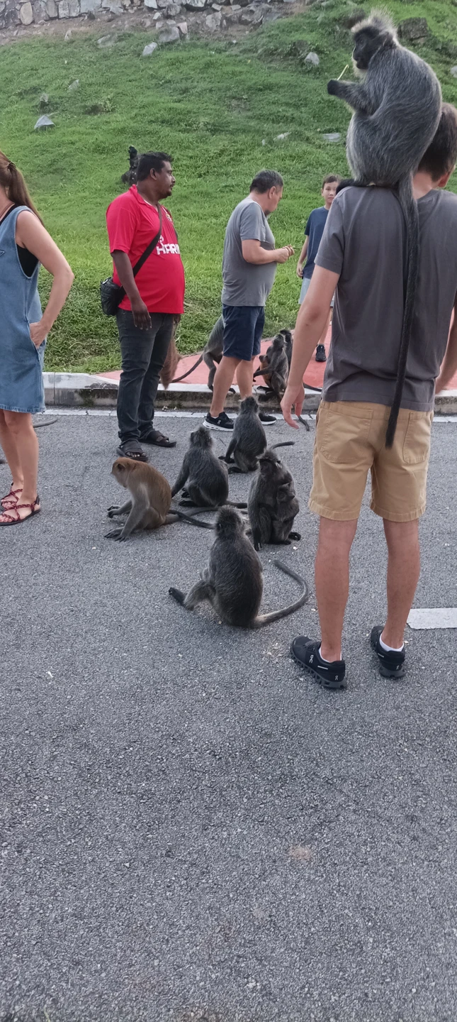 Отличная экскурсия, спасибо Дане за прекрасно проведенное время и интересный рассказа о Малайзии