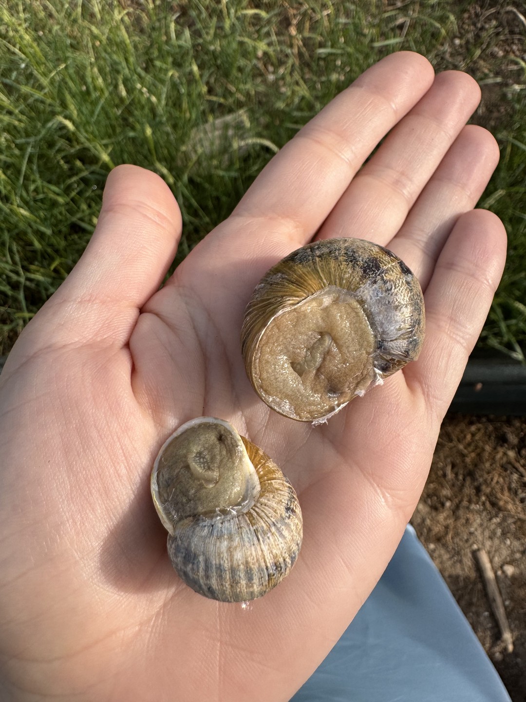 Я просто ожидала чего то большего. По факту вкусный ужин на даче. Небольшая дача и домашний ужин