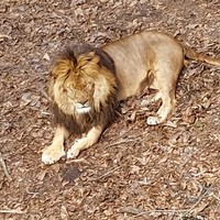 Фото отзыва 3: экскурсия "По следам тигра: Шкотовские водопады, сафари-парк + Лазурная и Стеклянная бухты"