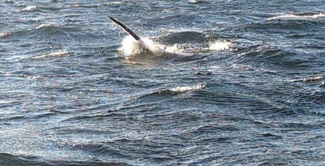 За одну поездку увидели дельфинов и китов, я в восторге! Близко, буквально около корабля. Сказали, что нам повезло