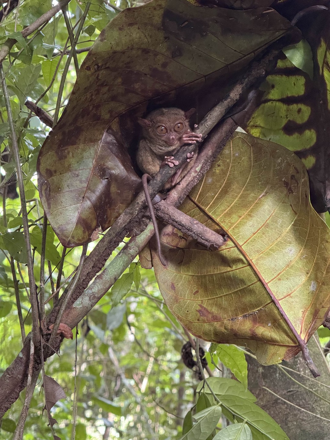 Бохол: волшебство природы (Кристина)