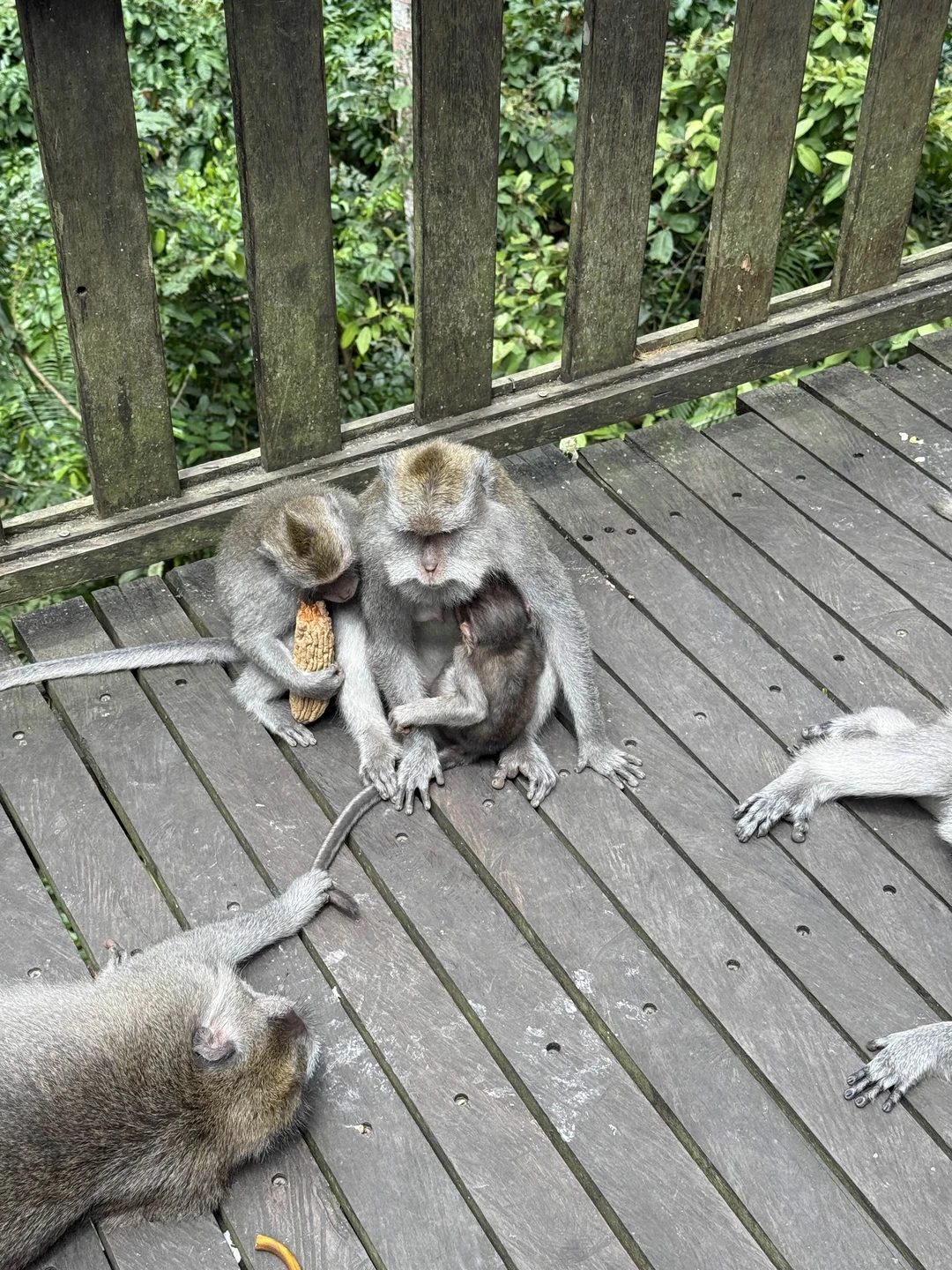 Влюбиться в волшебный Бали за 1 день (Елена)