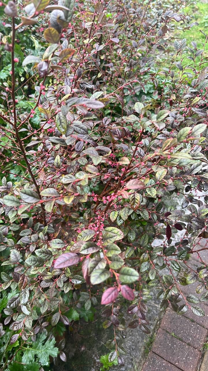 Привет, дорогая!