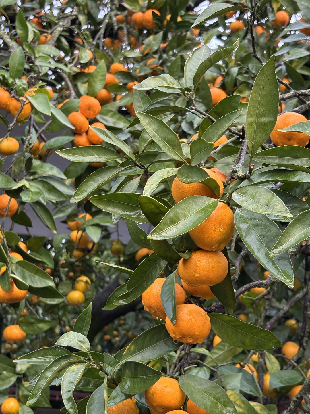 Гид Юрий - прекрасный попутчик. Все нам рассказал, показал, отвечал на самые разнообразные вопросы об Абхазии