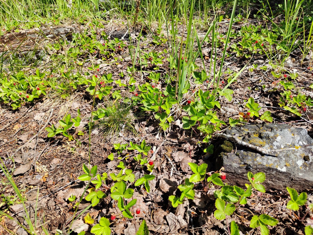 По Ладожским шхерам на маленькой лодке (Александр)