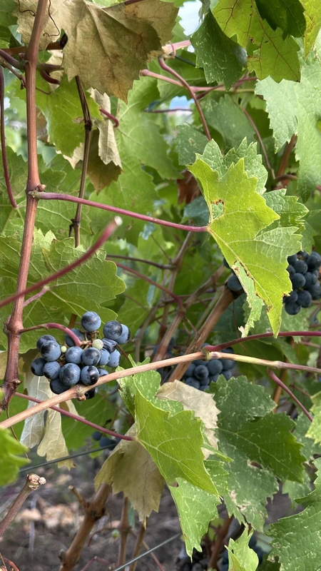 Шумадия: королевская Сербия