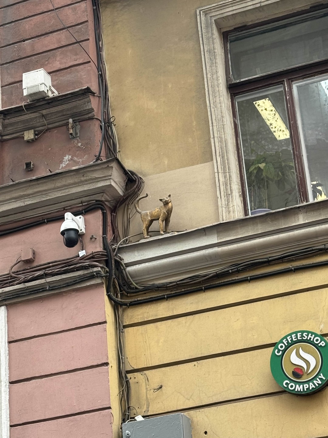 Знакомьтесь - Гулёна! Котопутешествие по Петербургу (Илона)