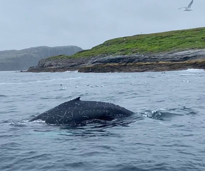Морская прогулка из Териберки - в мини-группе