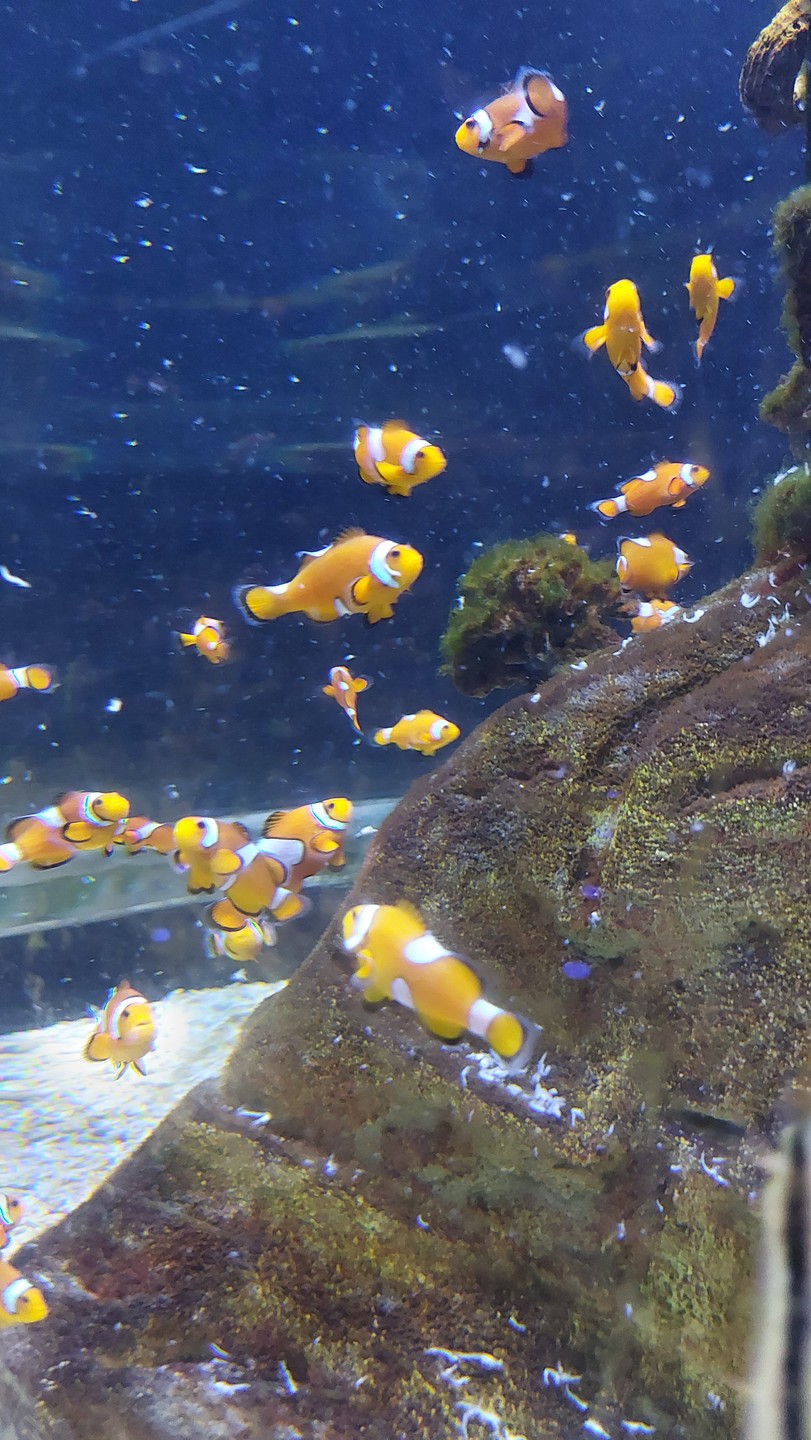 Были в июле в Стамбуле. Посетили данную экскурсию. Вопросов к организаторам в принципе нет, все понравилось