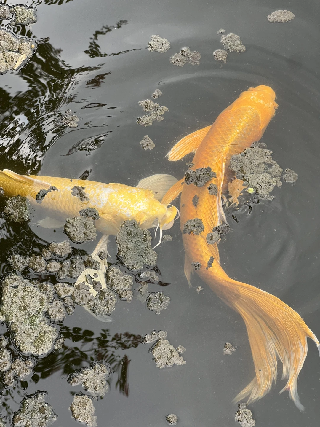 Многоликий Токио (Каролина)