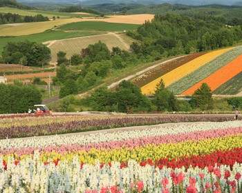 Музеи айнов Кавамура Канэто и импеарторской армии Хокути, цветочные поля, пруд Сираганэ и переезд в Фурано
