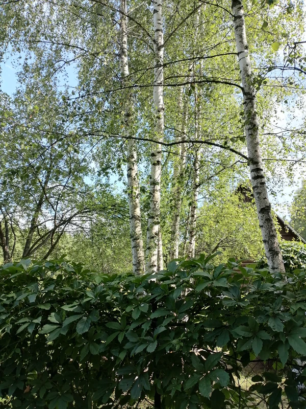 Фотопрогулка по Алексеевской роще в Балашихе