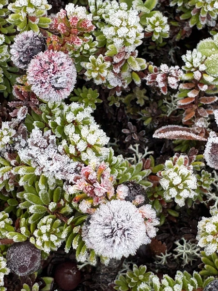 Замечательная экскурсия в Териберку, которая оставила багаж позитивных эмоций и приятных воспоминаний. Экскурсия занимает целый день,