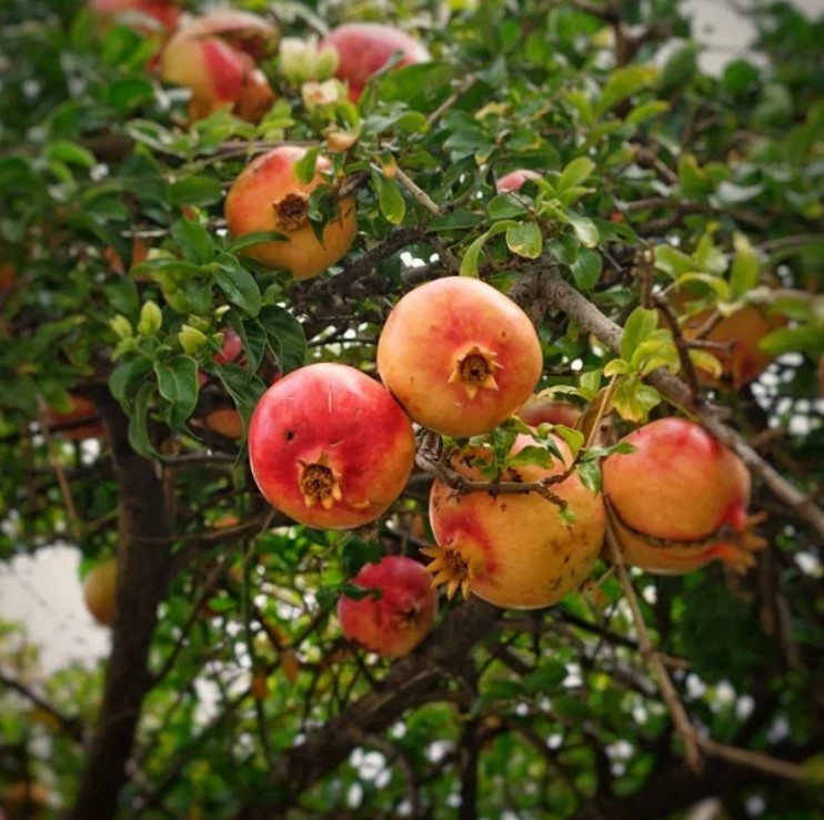 Комфортный треккинг-тур по восточной части Ликийской тропы (3/12)