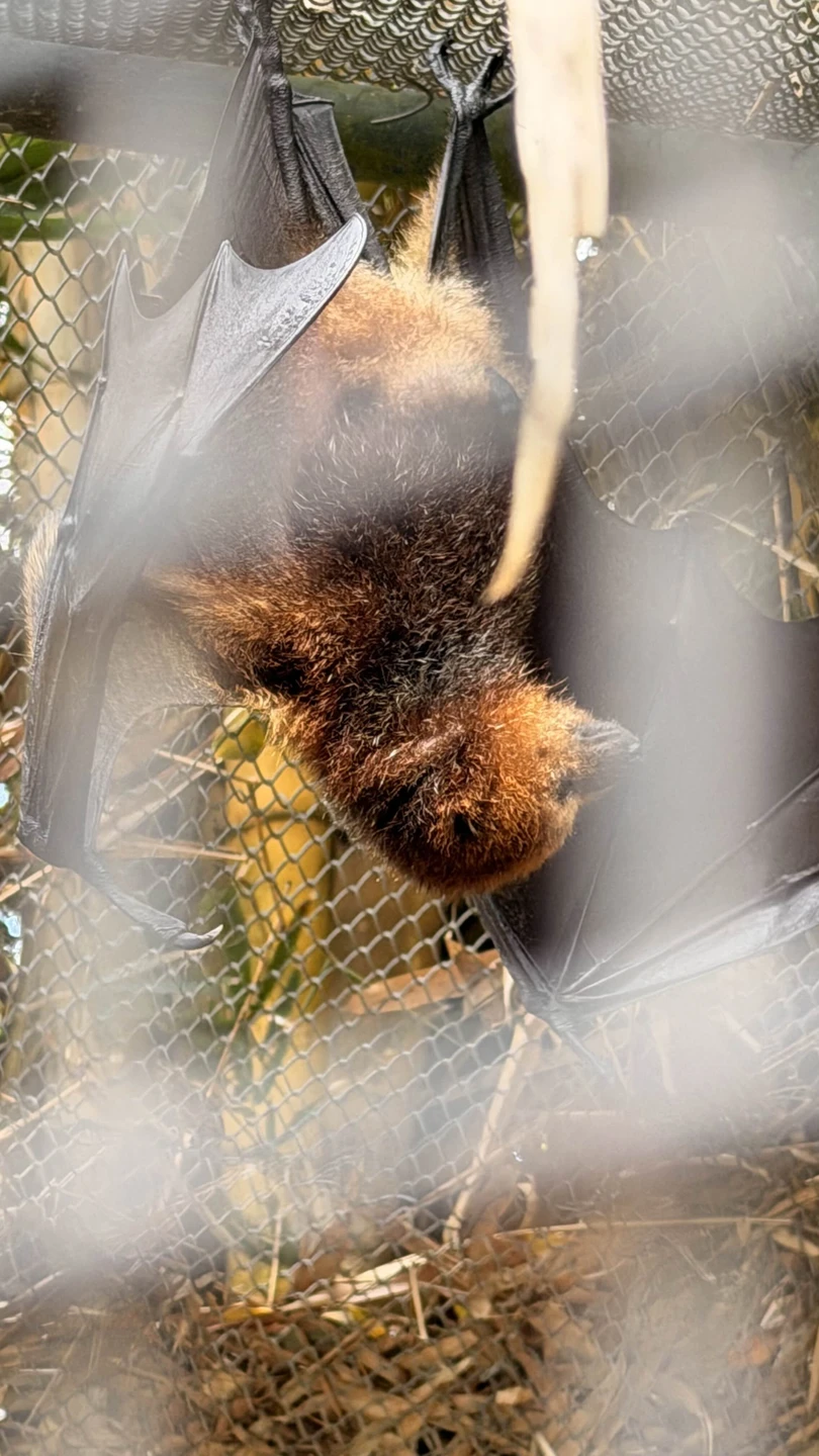 Это было великолепное путешествие. Елена очень интересно рассказывает. С огромной любовью и уважением к острову и