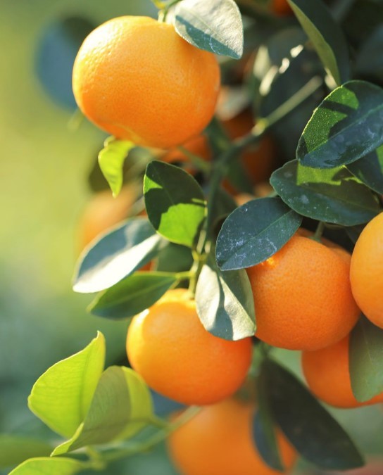 Фото День в Сочи, два в Абхазии: экспресс-тур по главным местам