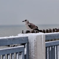 Фото отзыва 3: экскурсия "Уютная поездка-экскурсия в Янтарный и Светлогорск"