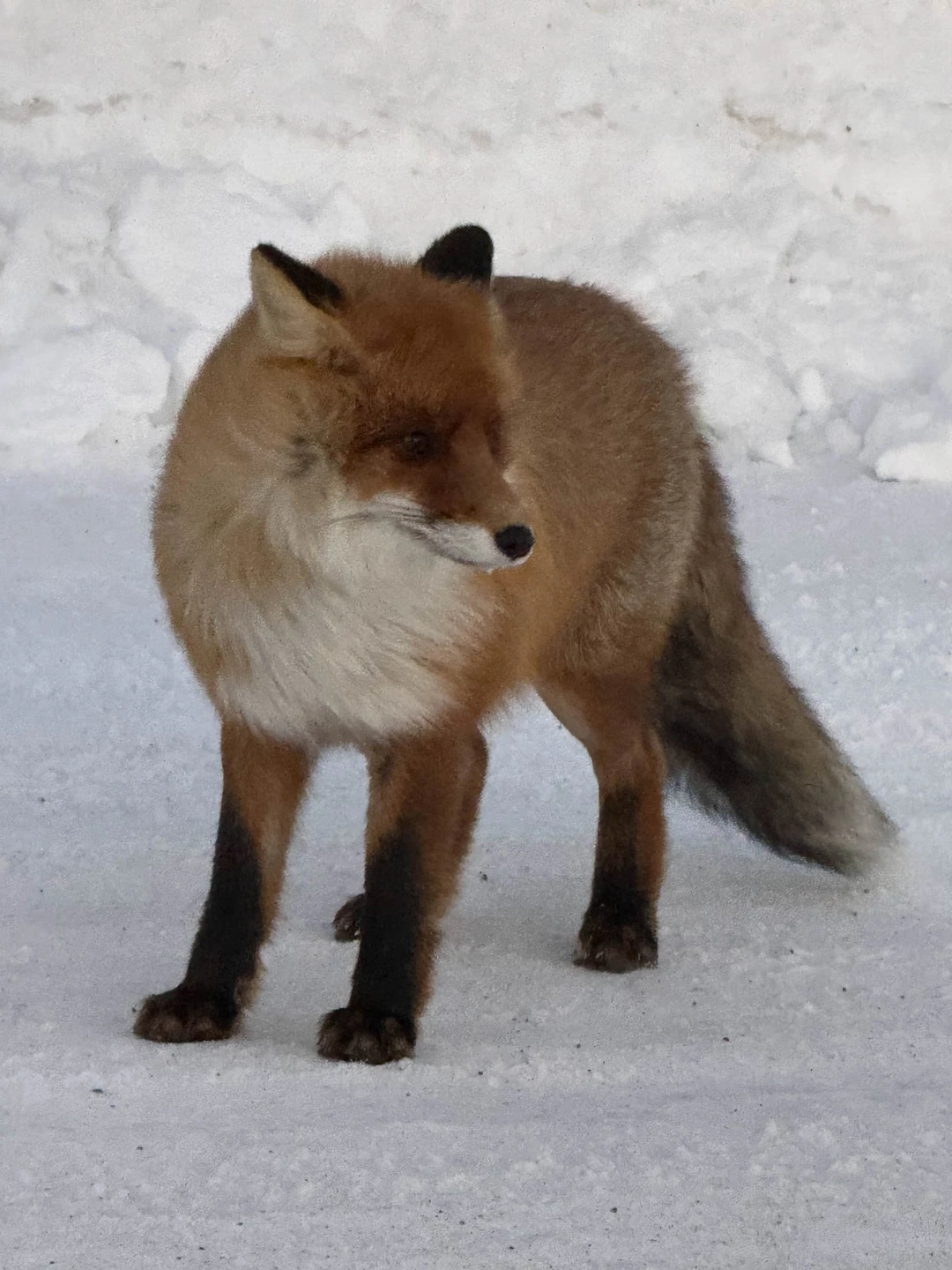 Возил нас Алексей, было легко и непринужденно, сплочено, Алексей всю поездку рассказывал много интересного, галантный и