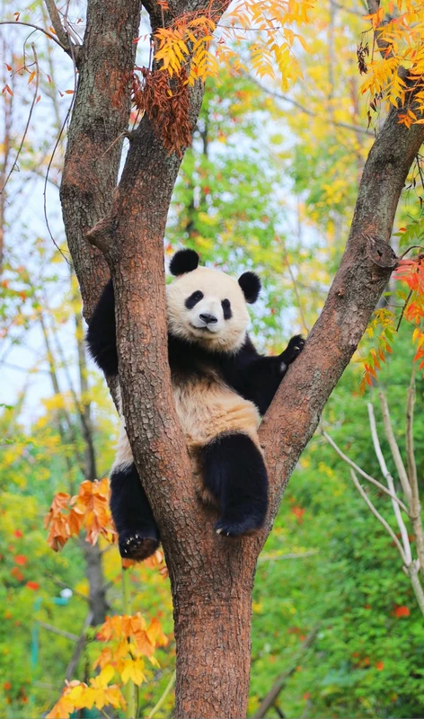 Чэнду: путешествие начинается с панд