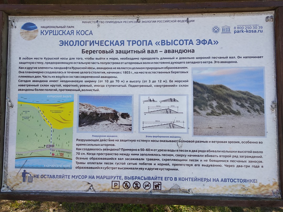 Рано утром - на Куршскую косу (Галина)