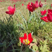 Фото отзыва 1: экскурсия "Подношение даров степным духам"