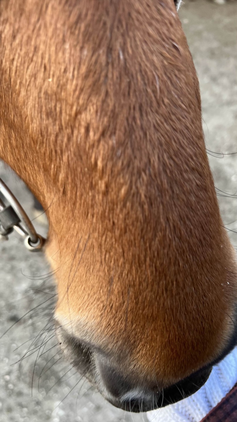 Это было очень очень круто! Я впервые каталась на лошади и ощущения просто невероятные