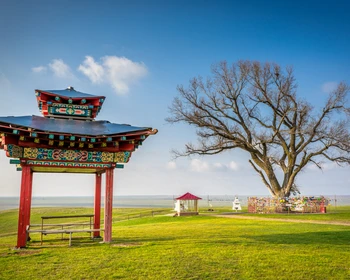 Тюльпанные поля, Одинокий тополь