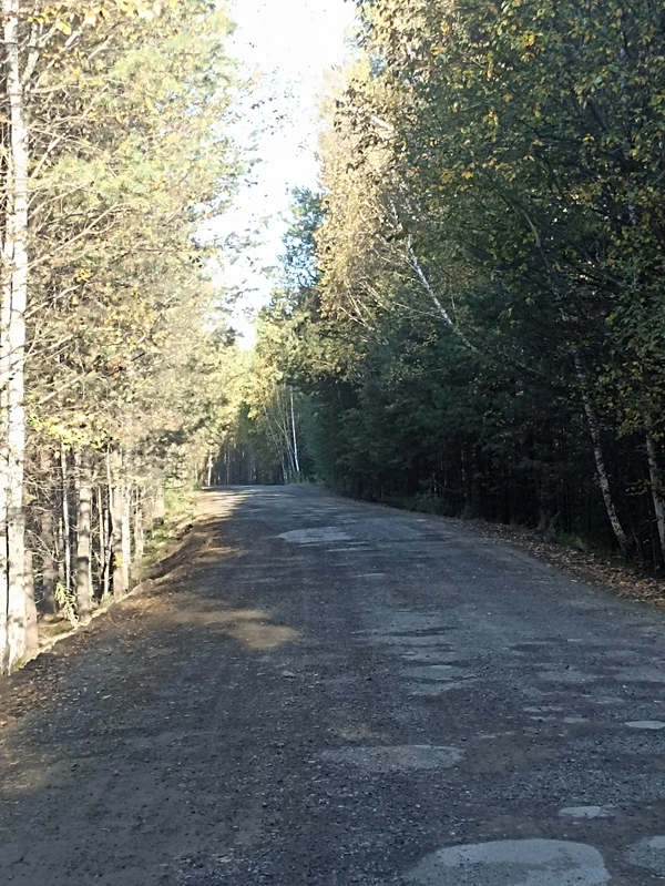 Конная прогулка по лесу близ Екатеринбурга