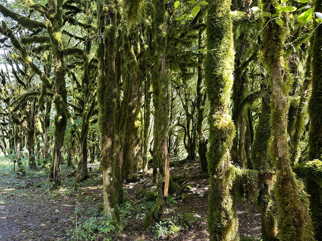 Путешествовали по Абхазии 22сентября с супругом, гид Дамэй все подробно рассказал, показал, сформировал самые лучшие воспоминания
