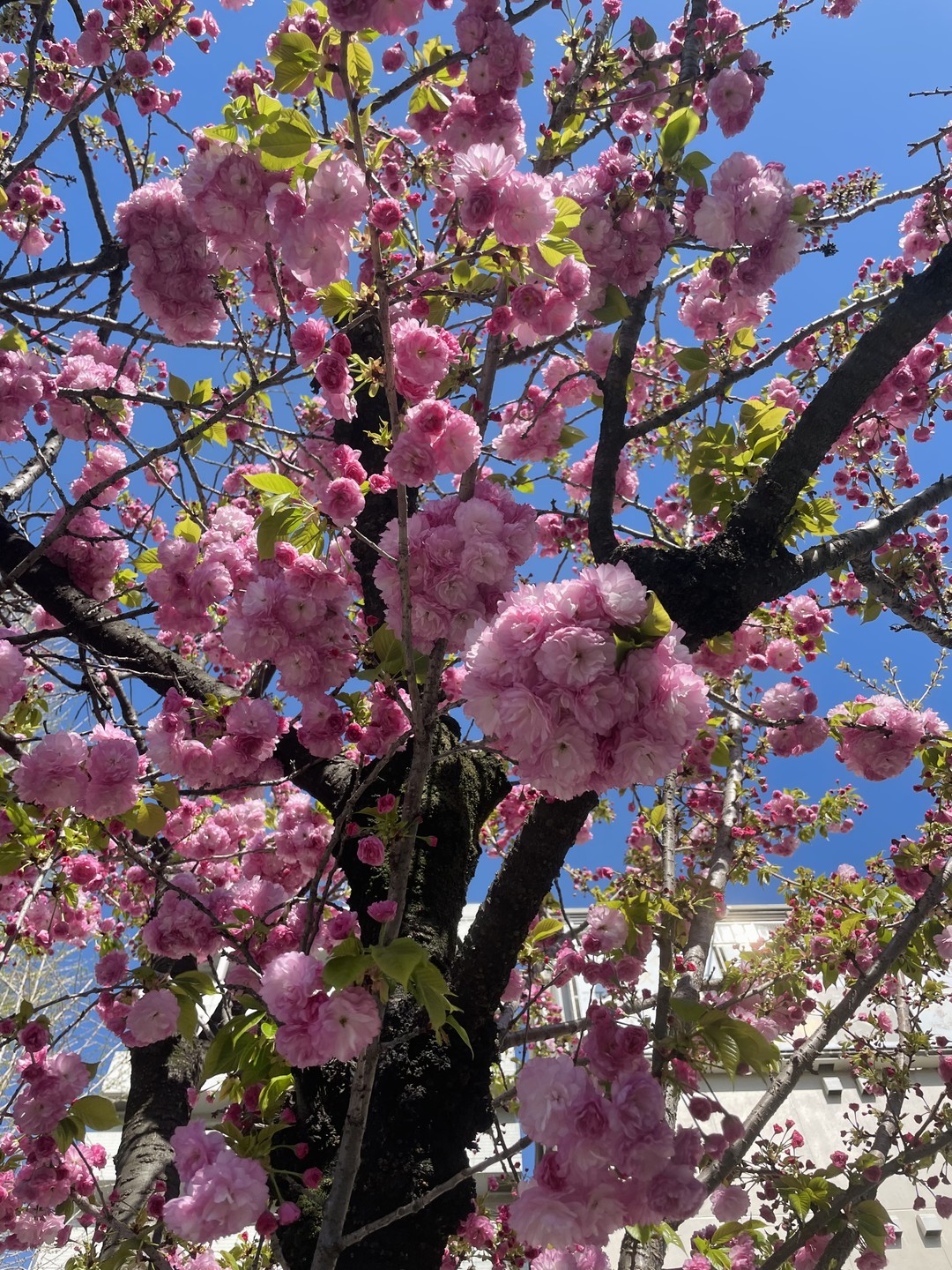 Ехали специально на ханами и очень переживали, что не успеем увидеть сакуру. Очень зря! Получилось волшебно: