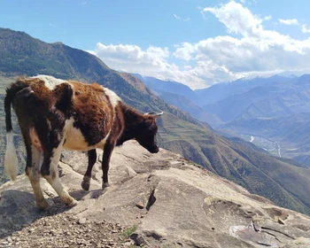 Чохские террасы и аул-призрак Гамсутль