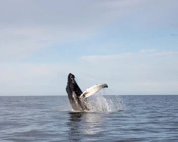 Териберка и морская прогулка