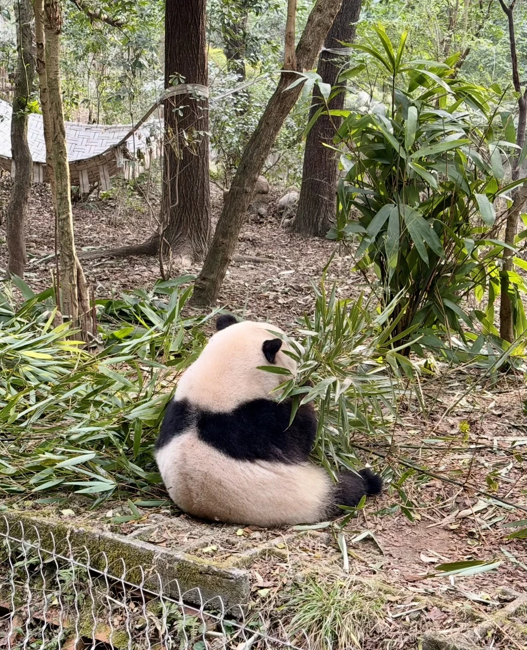 У нас была всего 10-часовая пересадка в Чэнду, и этот тур идеально подошёл под наши потребности