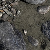 Фото отзыва 1: экскурсия "Путешествие в Чемал: открыть природу Горного Алтая"