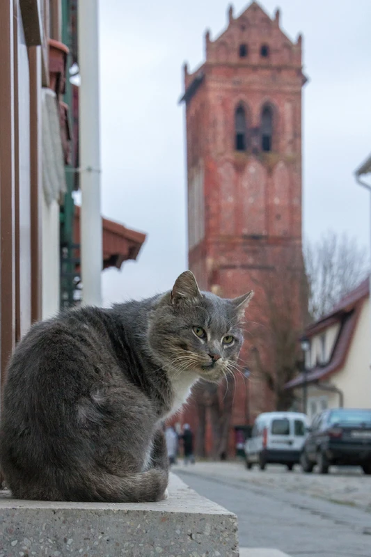 Волшебство южных окраин Калининграда: Правдинск и Железнодорожный (из Зеленоградска)